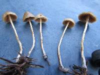 Psilocybe pelliculosa image