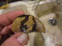 Suillus luteus image