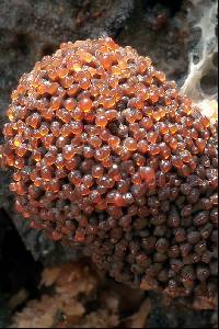 Tubulifera arachnoidea image