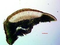 Acarospora americana image