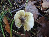 Tricholoma subsejunctum image