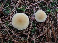 Cystoderma amianthinum image