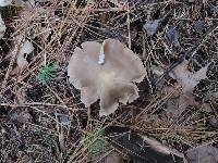 Entoloma rhodopolium image