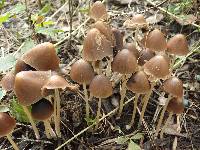 Parasola conopilea image