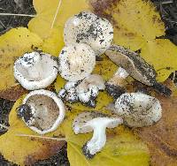 Hebeloma crustuliniforme image