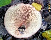 Paxillus involutus image