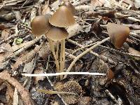 Parasola conopilea image