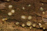 Helicogloea compressa image