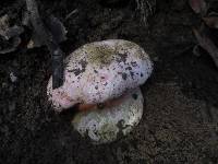 Rubroboletus eastwoodiae image