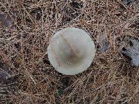 Entoloma rhodopolium image