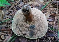 Tylopilus sordidus image