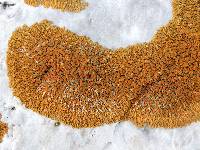 Xanthoria elegans image