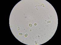 Leucopaxillus albissimus image