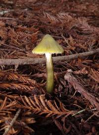 Hygrocybe olivaceonigra image