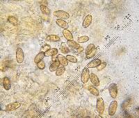 Thumbnail image of current specimen