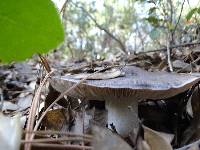 Tricholoma griseoviolaceum image