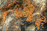 Nectria peziza image