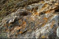 Nectria peziza image