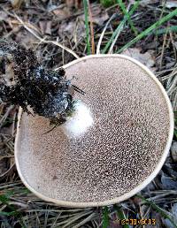 Sarcodon scabrosus image