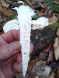 Trametes gibbosa image