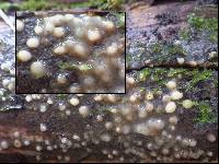 Helicogloea compressa image