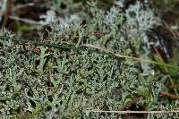 Cladonia furcata image