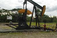 Favolus tenuiculus image