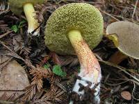 Boletus chrysenteron image