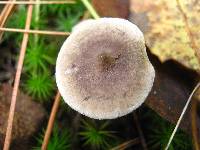 Cantharellula umbonata image