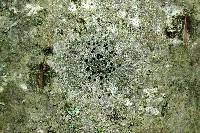 Lecania naegelii image