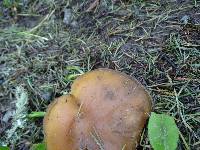 Entoloma lividoalbum image