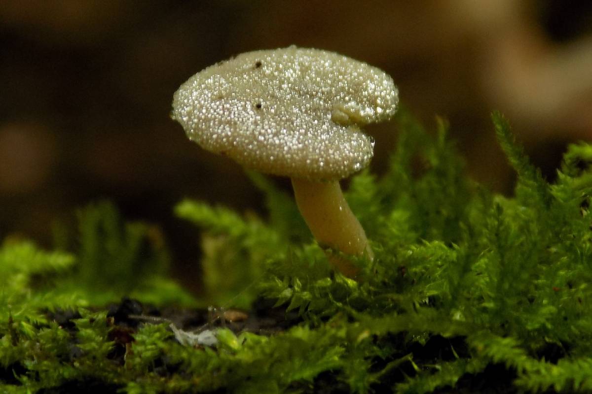 Simocybe haustellaris image