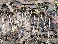 Psilocybe tasmaniana image