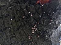 Porodisculus pendulus image