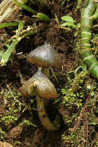 Hygrocybe atrosquamosa image