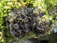 Leptogium brebissonii image