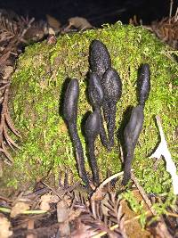 Trichoglossum hirsutum image