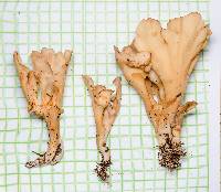 Ramaria chocoënsis image