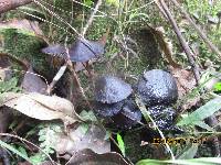 Thumbnail image of current specimen