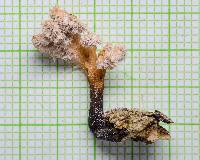 Xylaria cubensis image