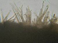 Neodasyscypha cerina image