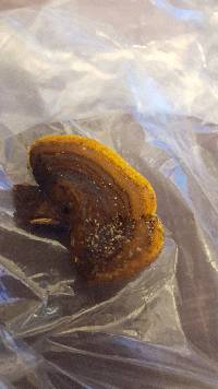 Gloeophyllum sepiarium image