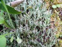 Cladonia scabriuscula image