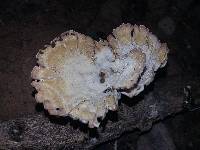 Cymatoderma caperatum image