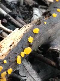 Dacrymyces stillatus image