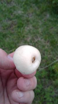 Stropharia melanosperma image