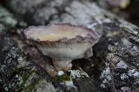 Cymatoderma caperatum image