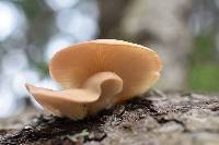 Pleurotus pulmonarius image