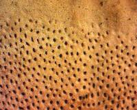 Fomitopsis cajanderi image