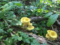 Thumbnail image of current specimen